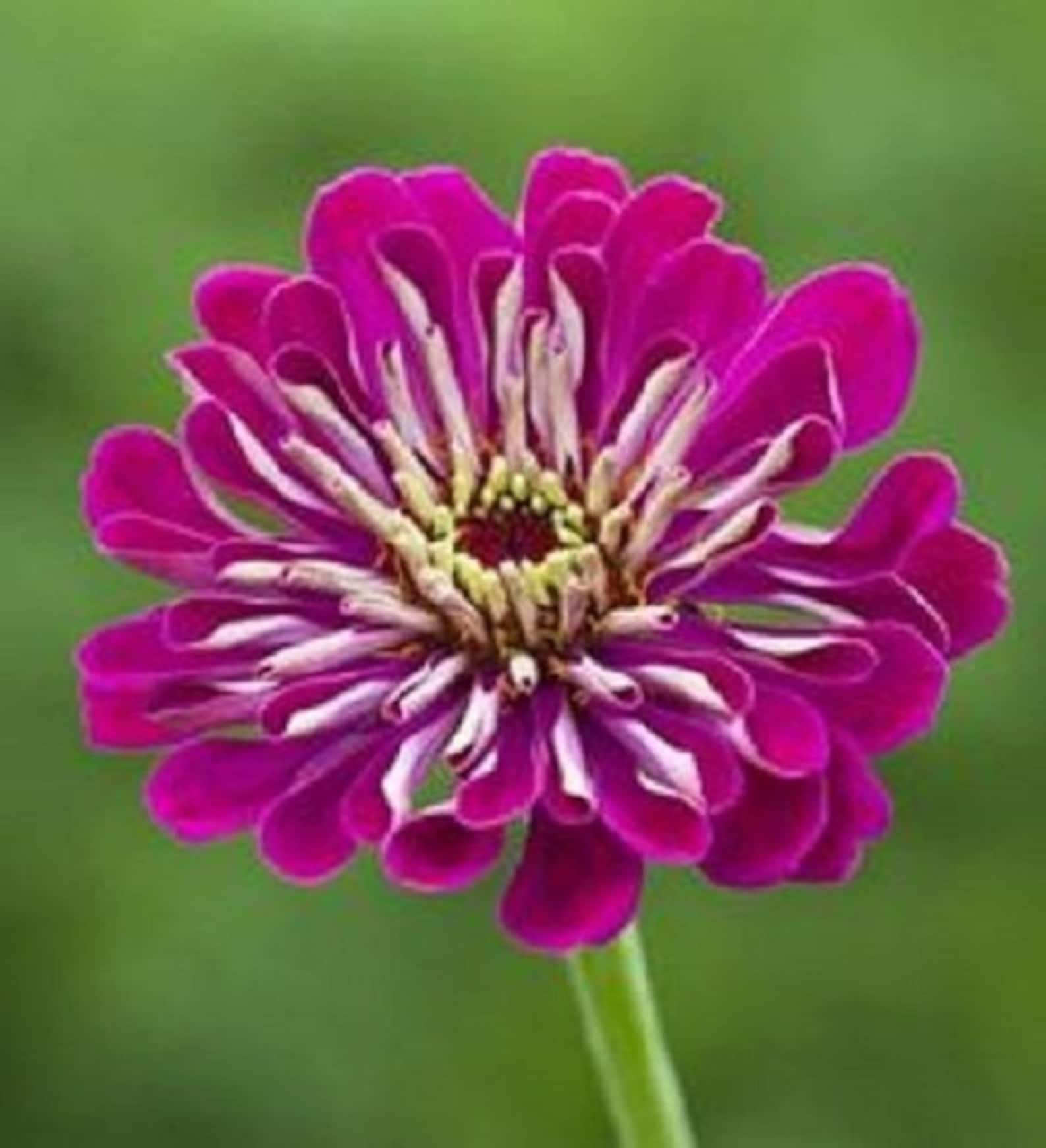 35 Giant Wine Zinnia / Deer Resistant / Flower Seeds. Etsy