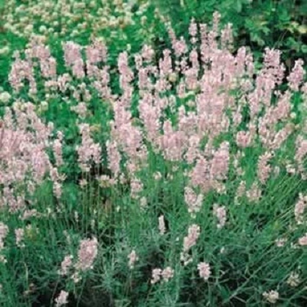 30+ Pink Lavender / Fragrant / Perennial / Flower Seeds.