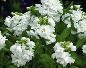 50 Bianco Semi Di Fiori Di Sera Matthiola Stock - Italia - Foto 12