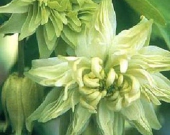 25+ Aquilegia Lime Sorbet / Columbine / Perennial / Flower Seeds.