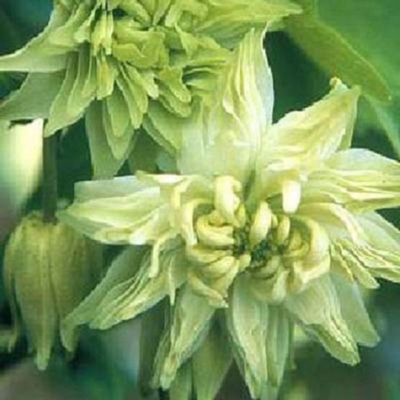 25 Aquilegia Lime Sorbet / Columbine / Perennial / Flower Seeds. image 1