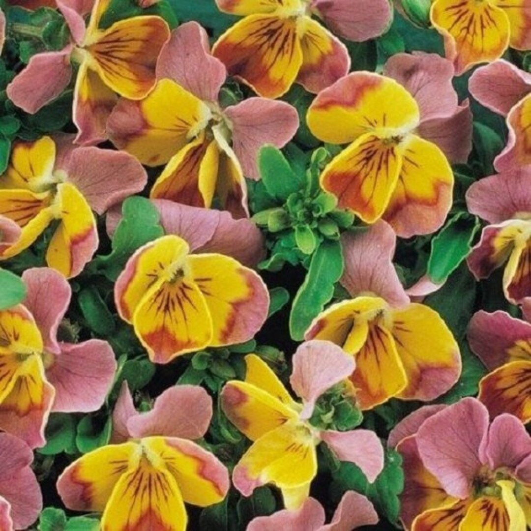 yellowpelota 6y 花柄 35+ Bi-color Miniola Pink Heart Viola / Shade -loving / Perennial