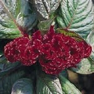 30+ Mahogany Colored Cockscomb Celosia / Self-Seeding Annual / Flower Seeds.