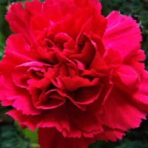 May include: A single, vibrant red carnation flower with ruffled petals.