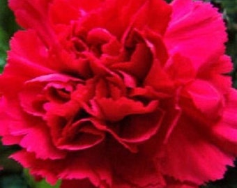 30+ Scarlet Red Carnation / Perennial / Flower Seeds.