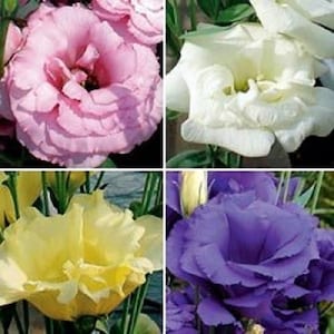 Puede incluir: Cuatro flores de lisianthus de diferentes colores. Las flores son rosa, blanca, amarilla y morada. Las flores están todas en flor y tienen múltiples capas de pétalos.