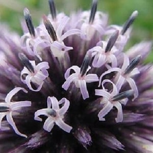 Può includere: Primo piano di un fiore viola con petali bianchi e centri viola scuro. Il fiore ha una consistenza pelosa ed è in fiore.
