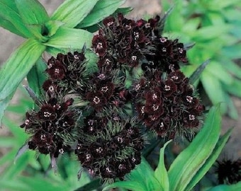 40+ Dianthus Black Adder / Barbatus / Sweet William / Perennial / Flower Seeds.