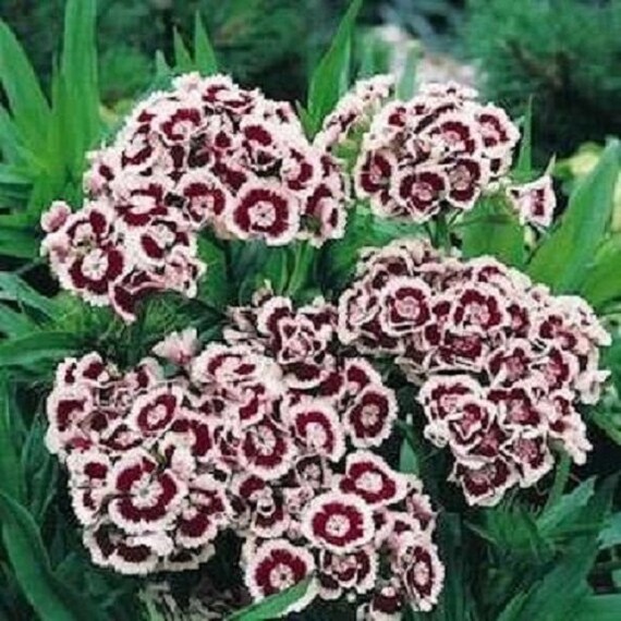 40+ Holborn Dianthus Miniture Carnation / Flower Seeds.