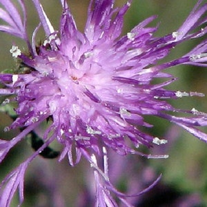 Puede incluir: Un primer plano de una flor morada con pétalos delicados y un centro peludo. La flor está enfocada, mientras que el fondo está desenfocado.