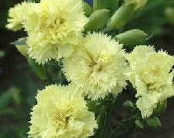 30+ Yellow Grenadin Carnation / Dianthus / Carysphyllus / Perennial / Flower Seeds.