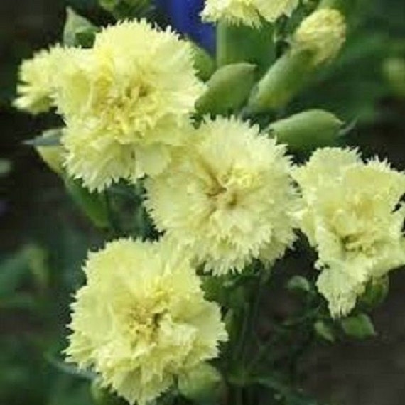 Perennial Flower Seeds White Grenadin Carnation Dianthus 30