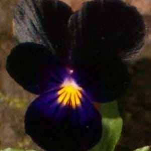 35+ Velvety Black Viola / Shade-Loving / Perennial / Flower Seeds.