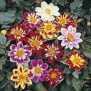 Puede incluir: Una variedad de flores de dalia coloridas en flor. Las flores son en tonos de rojo, rosa, blanco, amarillo y naranja. Las flores están dispuestas en un racimo, con algunas de las flores superpuestas.
