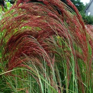 50+ Ruby Silk Eragrostis / Love Grass / Ornamential / Thrives in Poor Soil / Perennial / Flower Seeds.