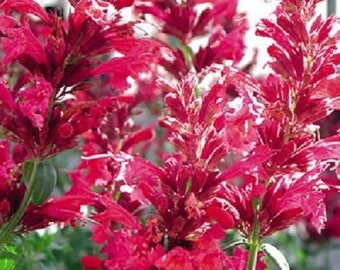 50+ Red Heather Queen Agastache / Long -Lasting / Perennial / Flower Seeds.