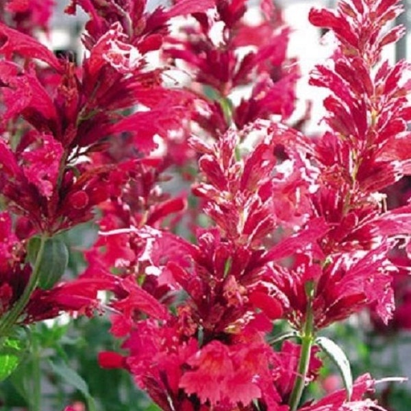 50+ Red Heather Queen Agastache / Long -Lasting / Perennial / Flower Seeds.