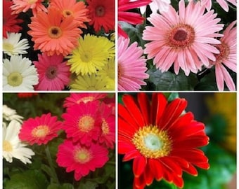 20+ Gerbera Daisy Mix / California Giant / Perenne / Semillas de flores.