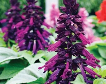40+ Salvia Salsa Purple Bi-Color / Drought Tolerant / Sage / Perennial / Flower Seeds.