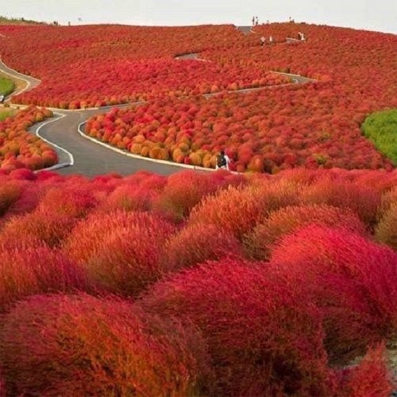 Buy 50 Burning Bush Kochia / Scoparia / Hardy-drought Tolerant / Annual /  Flower Seeds. Online in India - Etsy