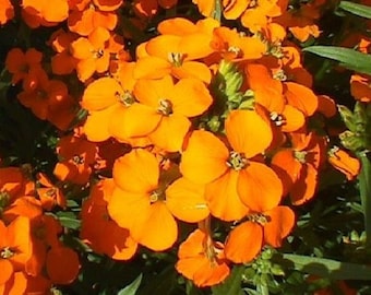 May include: A cluster of bright orange flowers with yellow centres. The flowers are in full bloom and have a delicate, ruffled appearance.