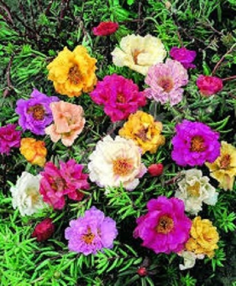 50 Double Mix Moss Rose Portulaca / Ground Cover / Annual / Etsy