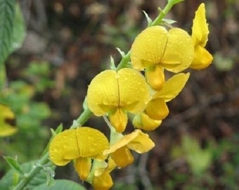 30+ Arrowhead Rattle Box / Drought Tolerant / Self Seeding Annual / Flower Seeds.
