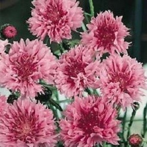 May include: A bouquet of pink and white cornflowers with ruffled petals. The flowers are arranged in a cluster, with some blooms in focus and others out of focus.