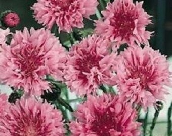 35+ Pink Bachelor's Button Cornflower / Centaurea / Annual / Flower Seeds.