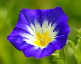 25+ Ensign Royal Blue Morning Glory / Perennial / Flower Seeds.