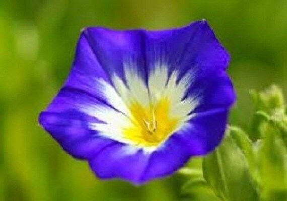 25+ Ensign Royal Blue Morning Glory / Perennial / Flower Seeds. - Etsy