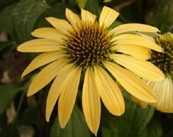20+ Coneflower de Equinácea Amarela / Sementes Perenes / Flores.