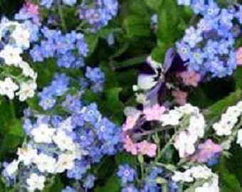 60+ Blue White and Rose Mix Forget-Me-Not /  Myosotis / Perennial / Flower Seeds.