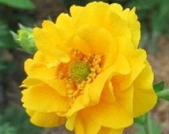 50+ Giant Yellow Lady Geum / Stratheden / Vivaces / Graines de fleurs.