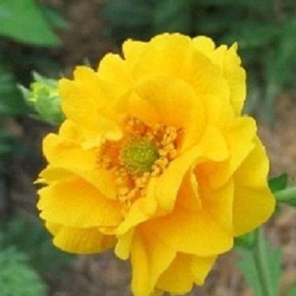 50+ Giant Yellow Lady Geum / Stratheden / Perennial / Flower Seeds.