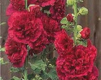30+ Red Double Hollyhock / Alcea Rosea / Perennial / Flower Seeds.