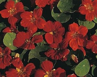 25+ Nasturtium Jewel Mahogany / Annual / Flower Seeds.