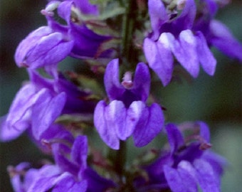 30+ Lobellia Cardinal Blue / Vining Climber / Cardinalis / Perennial / Flower Seeds.