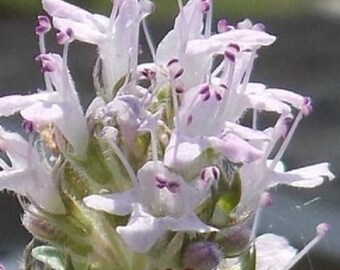 50+ Thymus Magic Carpet / Herb / Thyme / Perennial / Flower Seeds.