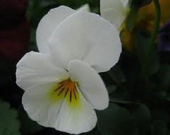 30 種類以上の Viola Cornuta White / 日陰を好む / 多年生 / 花の種子。
