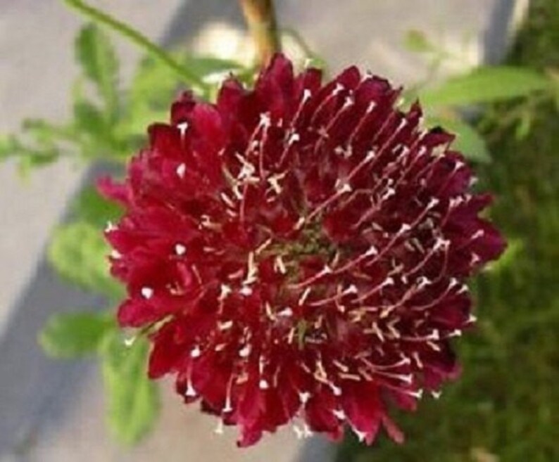 25 Fire King Pincushion Scabiosa / Perennial / Flower Seeds. Etsy