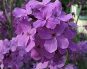 50+ Purple Dames Rocket / Perennial / Flower Seeds.