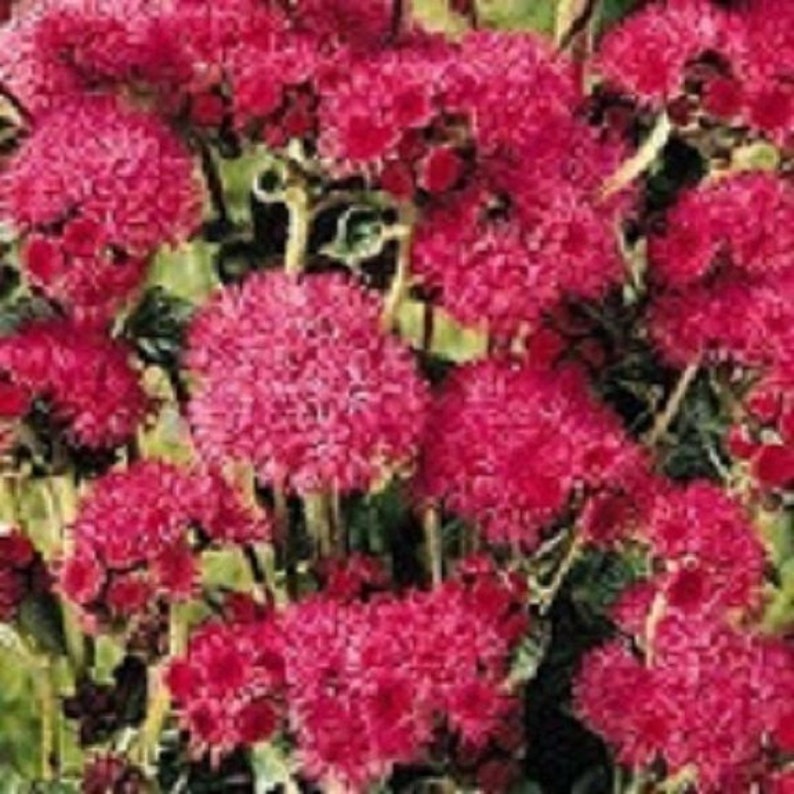 50 Red Flint Ageratum / Annual / Flower Seeds. Etsy