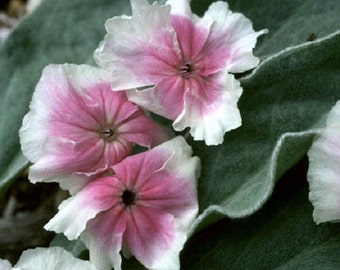 30+ Lychnis Angel's Blush / Heirloom / Perennial / Flower Seeds.