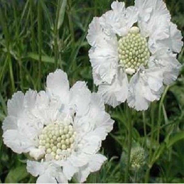 25+ Pure White Pincushion Scabiosa / Perennial / Flower Seeds.