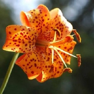 25+ Lilien Samen / Staude.