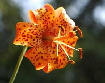 25+ Michiganese Lilium / Lily Flower Seeds / Perennial.