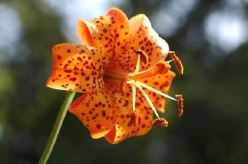 25 Michiganese Lilium / Lily Flower Seeds / Perennial. Etsy