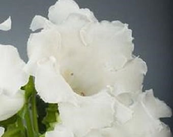 25+ White Gloxinia / Garden or House Plant / Flower Seeds.