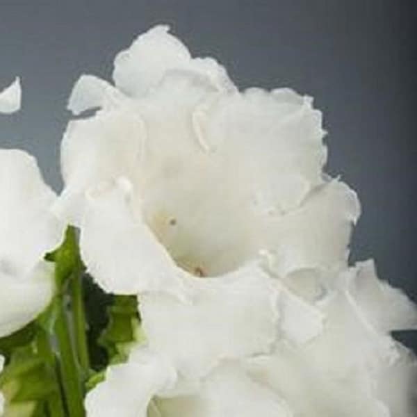 25+ White Gloxinia / Garden or House Plant / Flower Seeds.